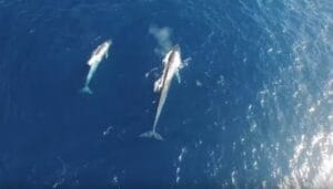 balenottera azzurra con il piccolo