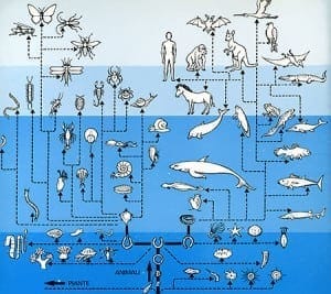 l'orologiaio cieco evoluzione