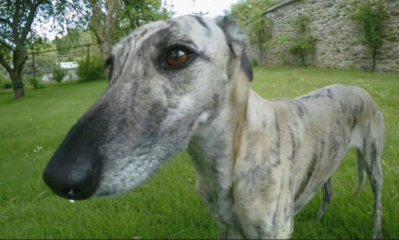 galgos