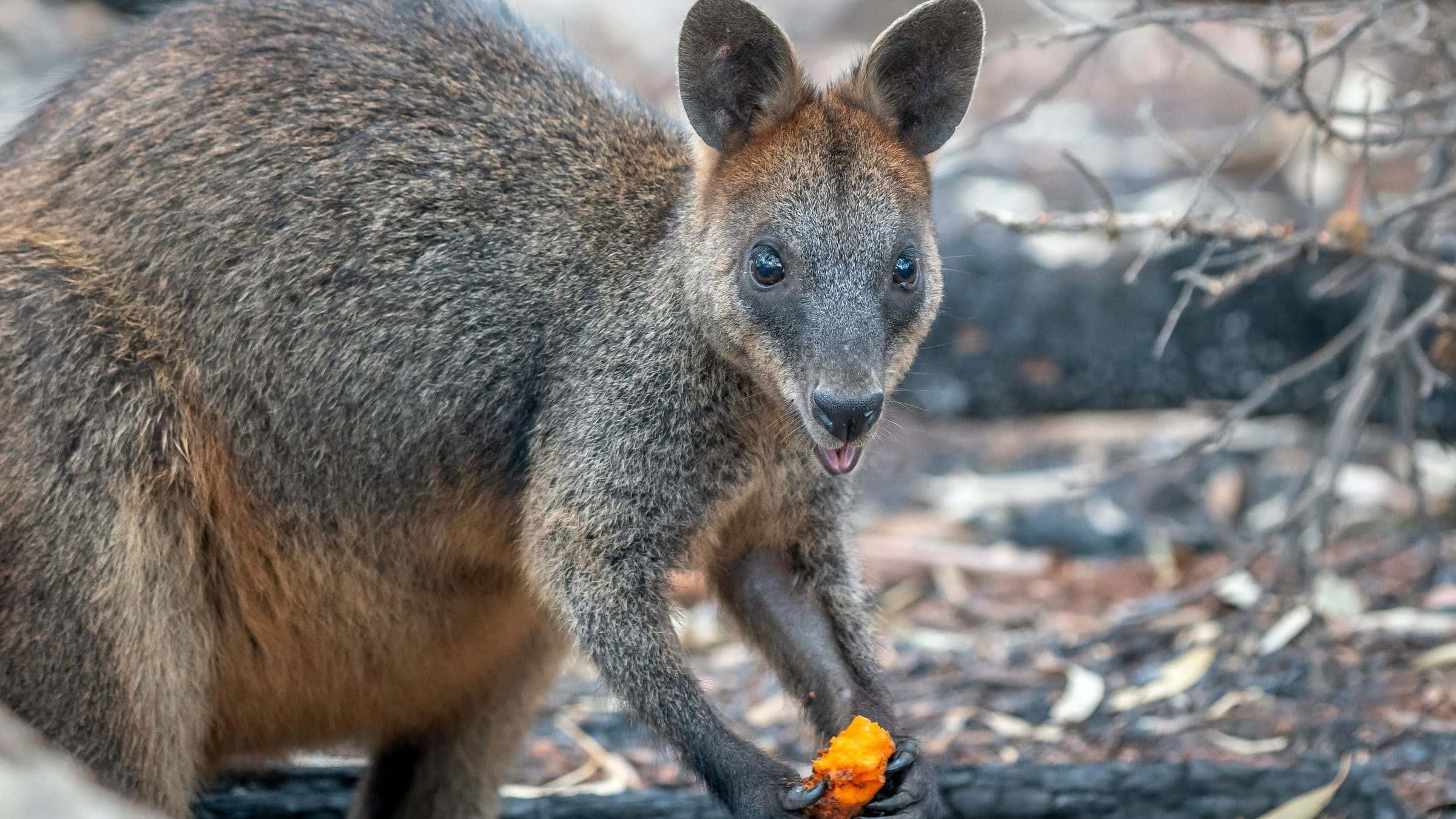 australia in fiamme