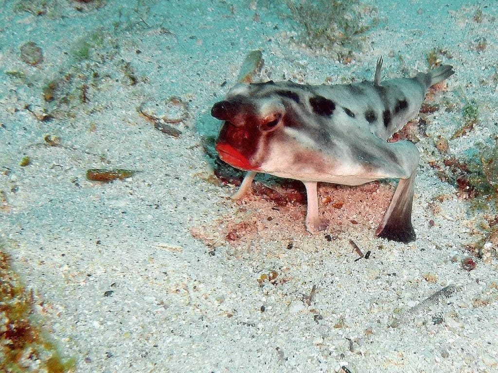 Ogcocephalus darwini, il pesce con le labbra rosse che non sa nuotare e ha le zampe