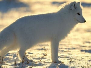 арктическая лиса