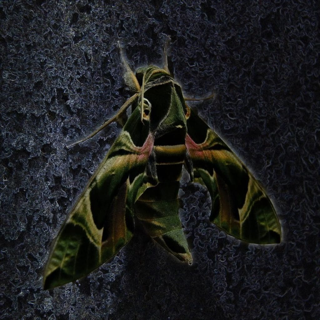la falena di Daphnis nerii dopo che ha smesso di essere bruco