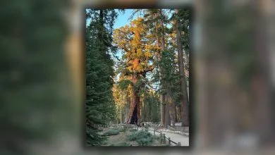 il grizzly giant, uno degli alberi più vecchi e grandi della terra