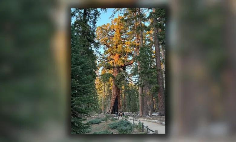 il grizzly giant, uno degli alberi più vecchi e grandi della terra