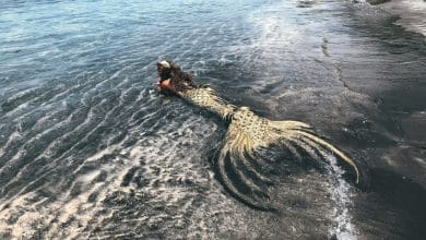 una donna in riva al mare con una coda da sirena