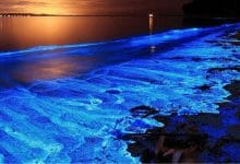 fenomeno di bioluminescenza ad opera delle Noctiluca scintillans