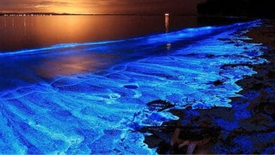 fenomeno di bioluminescenza ad opera delle Noctiluca scintillans