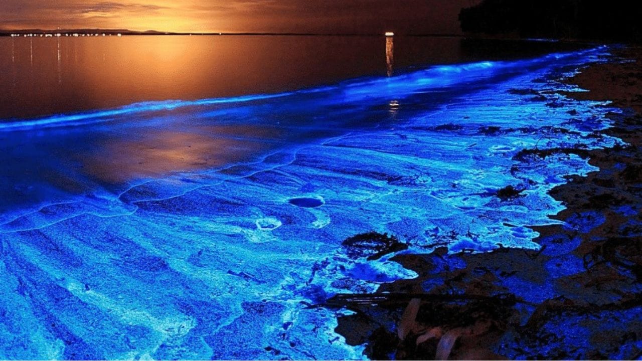 fenomeno di bioluminescenza ad opera delle Noctiluca scintillans