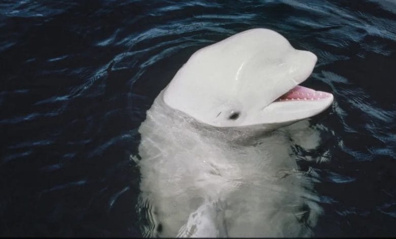 una foto di noc, il beluga che ha cercato di parlare con gli umani