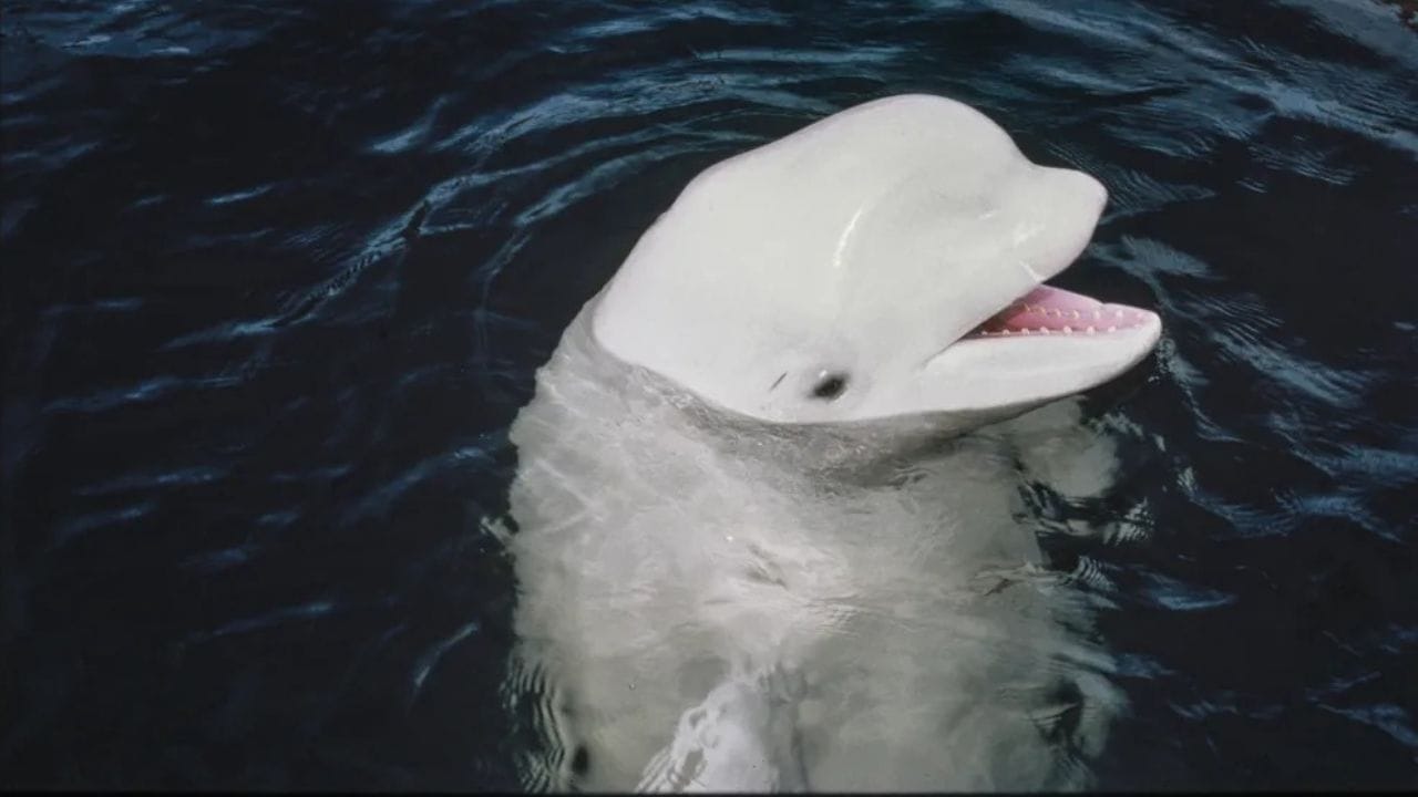 una foto di noc, il beluga che ha cercato di parlare con gli umani