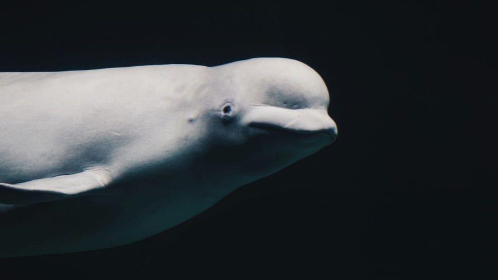 un beluga nel mare profondo