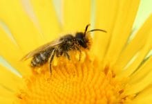 un'ape che si posa su un fiore tutto giallo con il polline raccolto grazie all'elettricità statica che ha caricato