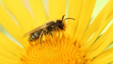 un'ape che si posa su un fiore tutto giallo con il polline raccolto grazie all'elettricità statica che ha caricato