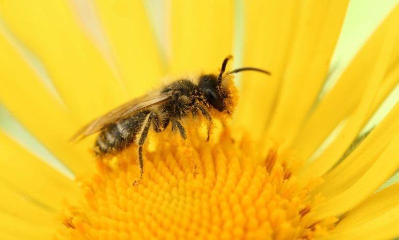 un'ape che si posa su un fiore tutto giallo con il polline raccolto grazie all'elettricità statica che ha caricato