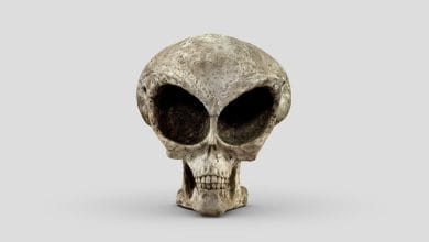 imamgine di un finto cranio di alieno a scopo rappresentativo