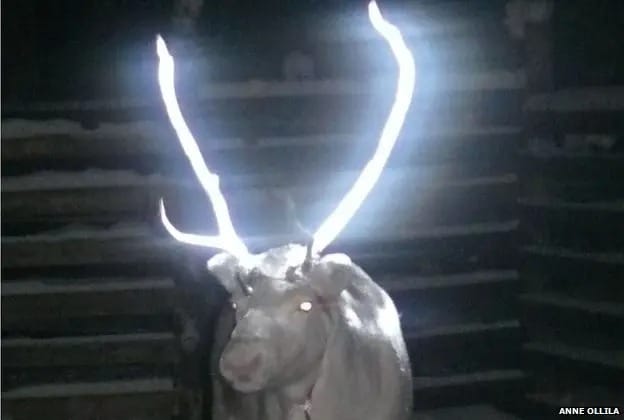 una renna con le corna luminose dovute ad uno spray riflettente applicato sopra di esse