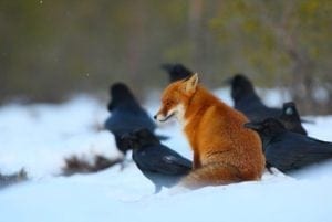 renard dans la nature