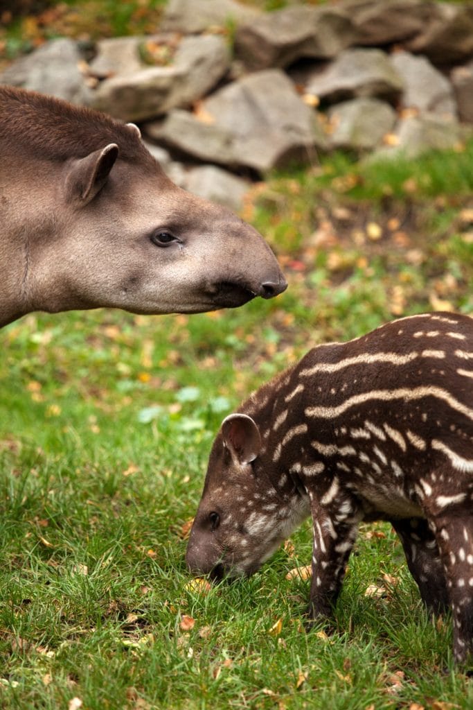 tapiro