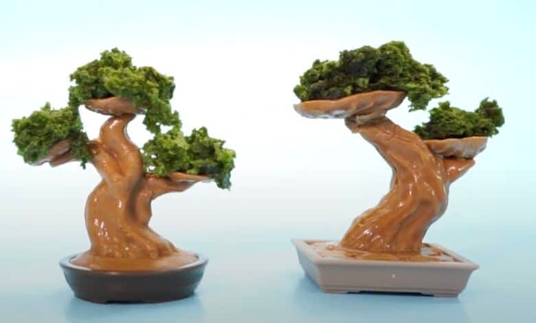 bonsai al cioccolato