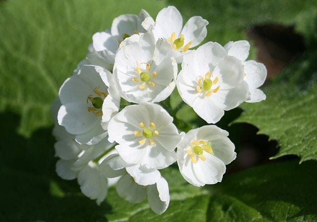 Fleur squelette blanche dans sa phase avant d'entrer en contact avec l'eau