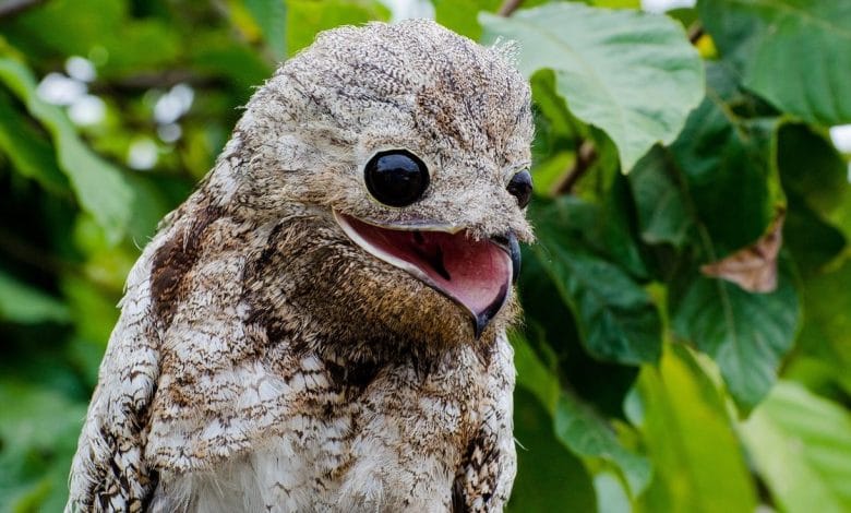Nittibio maggiore (Great potoo) in una foto che ne ritrae il voolto con il becco aperto e gli occhi spalancati