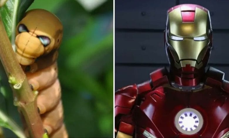 confronto tra il bruco Daphnis nerii e iron man