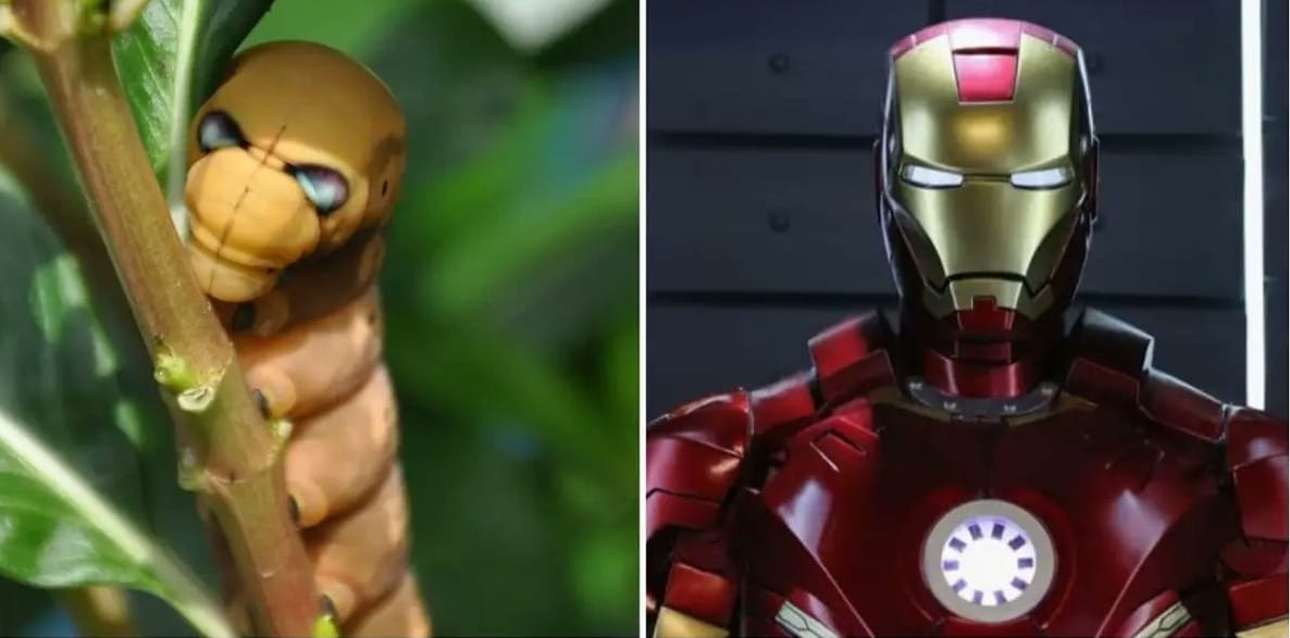 confronto tra il bruco Daphnis nerii e iron man