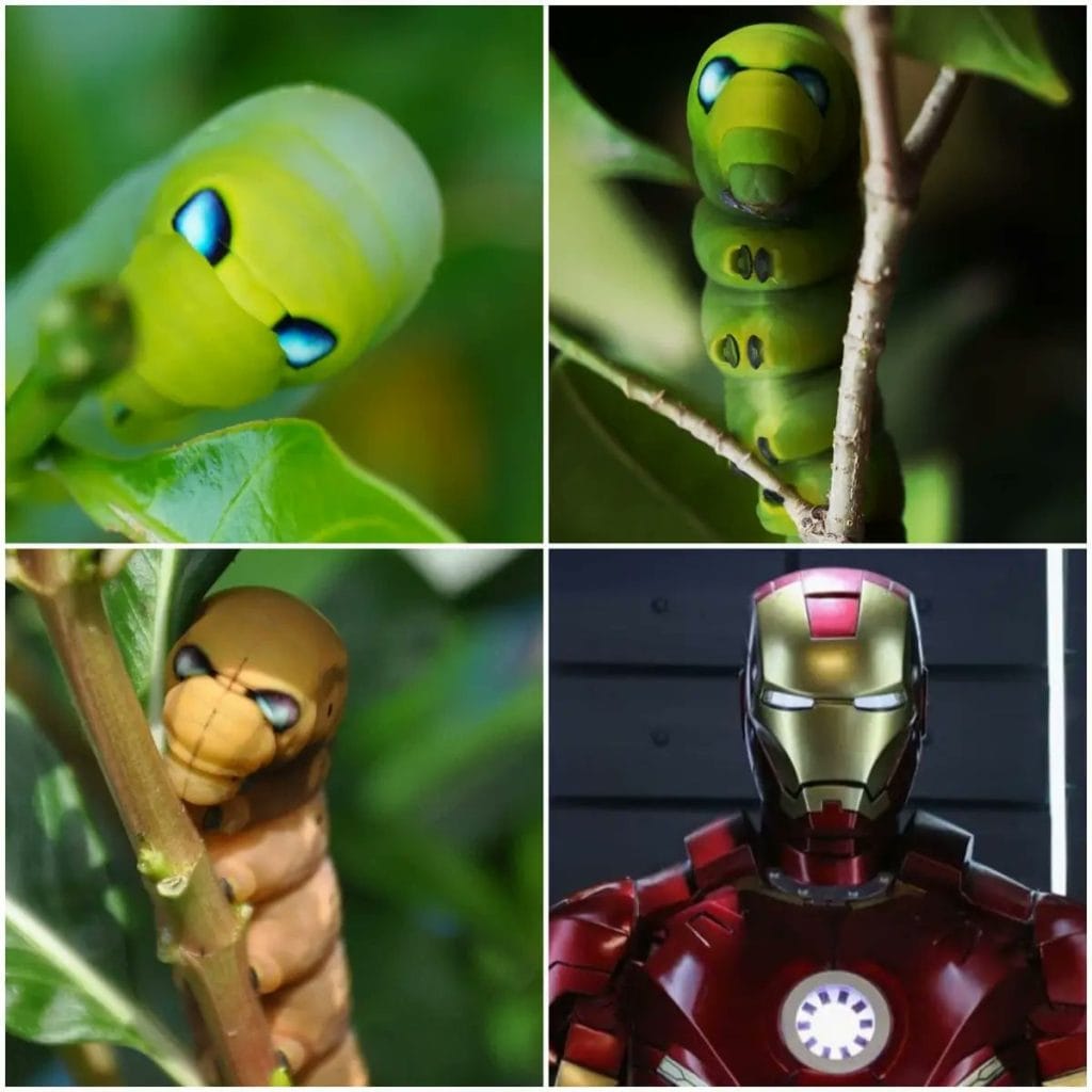 confronto tra il bruco Daphnis nerii e iron man