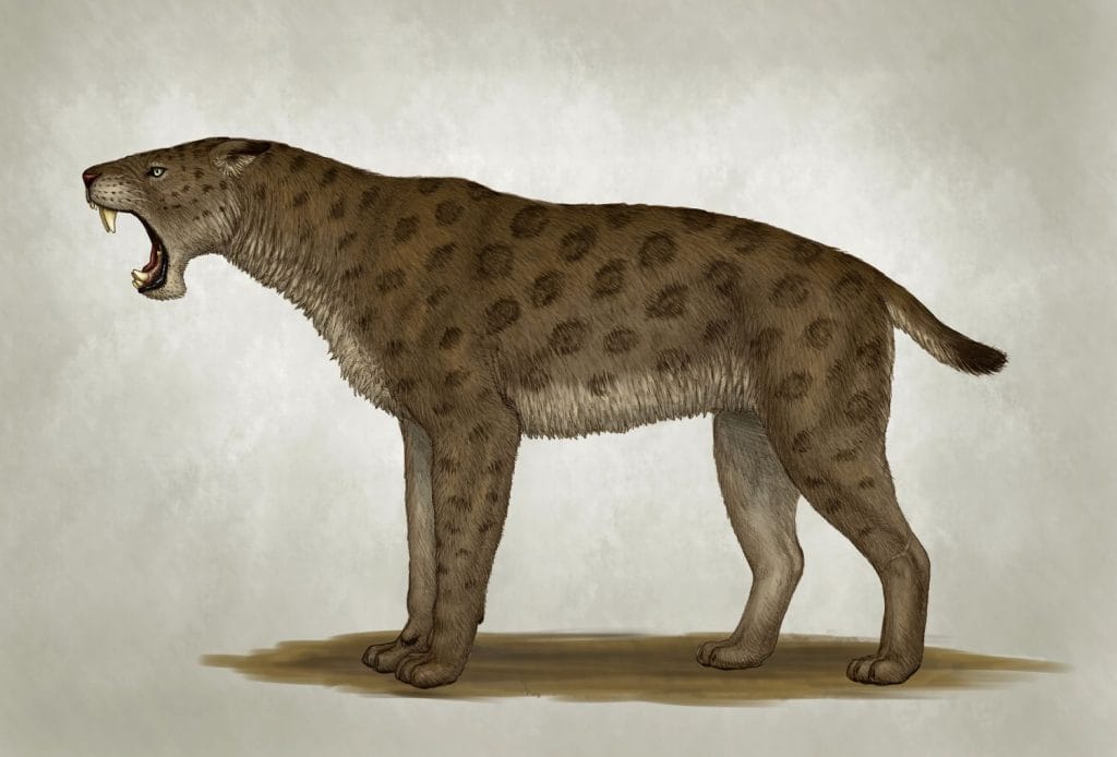 homotherium, felino preistorico