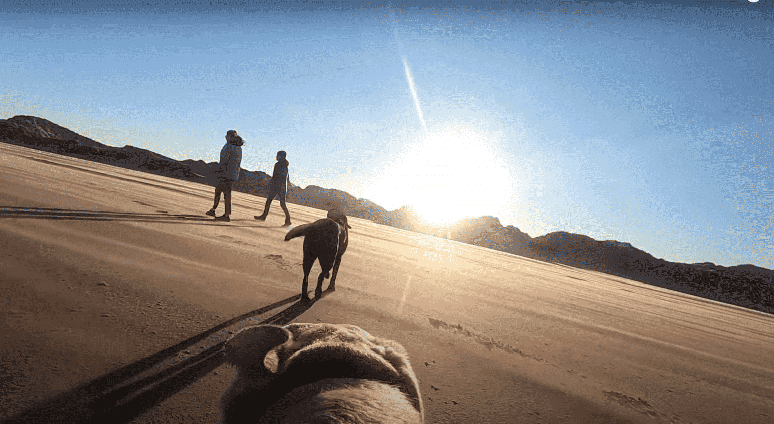 dog gopro