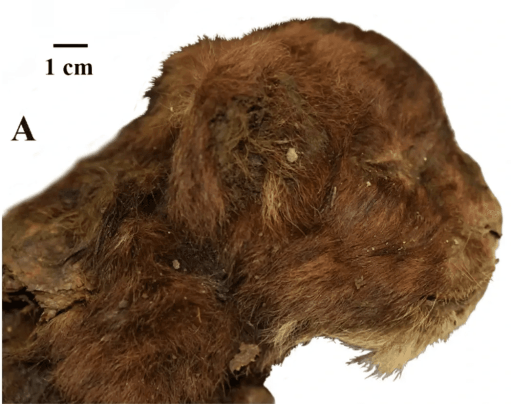 cranio del cucciolo di homotherium