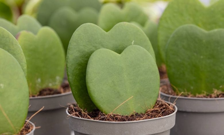 Hoya-Kerrii