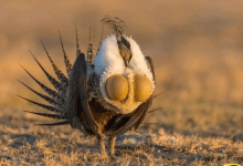 una foto del gallo cedrone (Tetrao urogallus) in natura