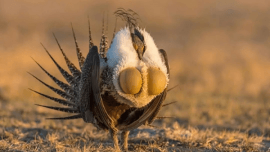 una foto del gallo cedrone (Tetrao urogallus) in natura