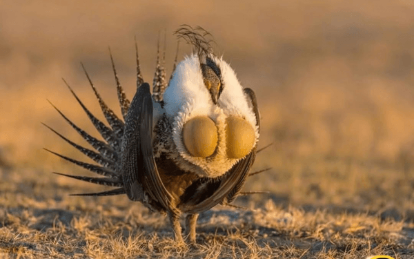 una foto del gallo cedrone (Tetrao urogallus) in natura