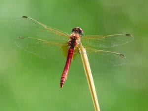 libellula