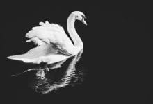 un cigno bianco su un lago. la foto è in bianco e nero quindi il lago è scuro. c'è il riflesso del cigno sull'acqua