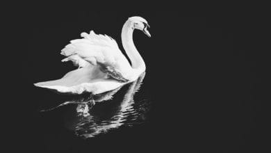 un cigno bianco su un lago. la foto è in bianco e nero quindi il lago è scuro. c'è il riflesso del cigno sull'acqua