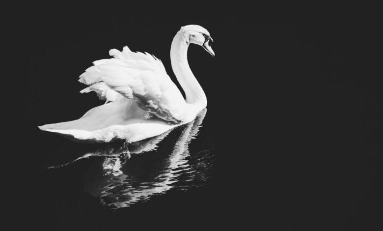 un cigno bianco su un lago. la foto è in bianco e nero quindi il lago è scuro. c'è il riflesso del cigno sull'acqua