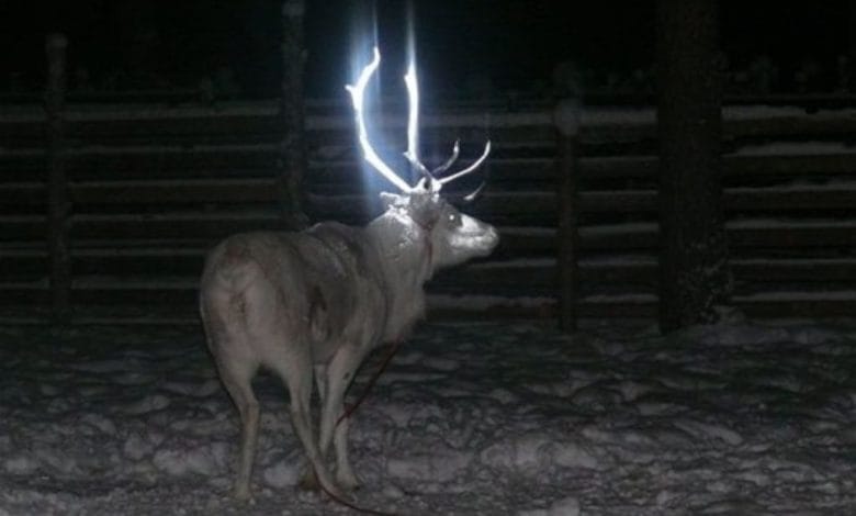 una renna con le corna luminose dovute ad uno spray riflettente applicato sopra di esse