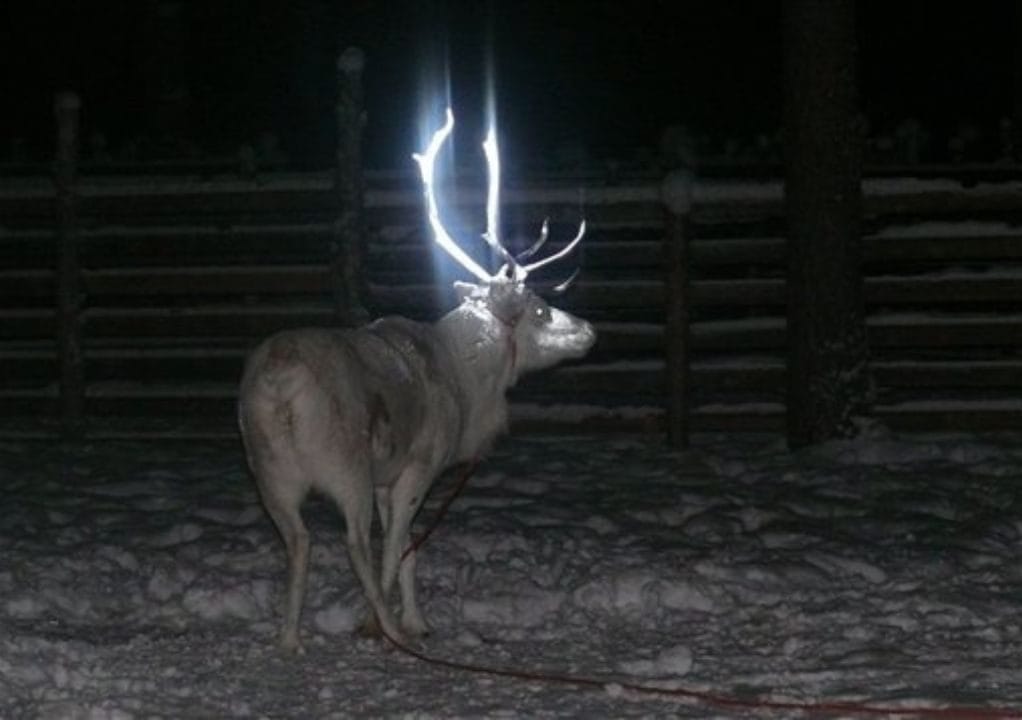 una renna con le corna luminose dovute ad uno spray riflettente applicato sopra di esse
