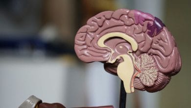 la sezione trasversale di un cervello di plastica usato come modello anatomico