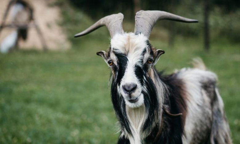 una capra bianca e nera con delle corna che cammina su un prato