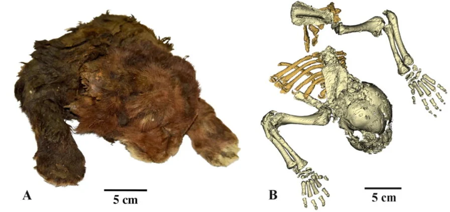 Scan del gatto dai denti a sciabola