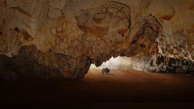 l'entrata (da dentro) della grotta di chauvet