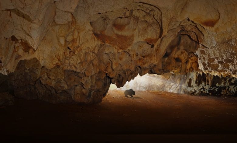 l'entrata (da dentro) della grotta di chauvet