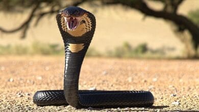 Cobra morde un bambino di 8 anni ma muore il rettile