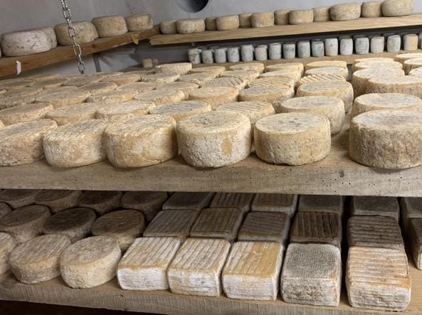 Tanti pezzi di formaggio USA posti su un tavolo