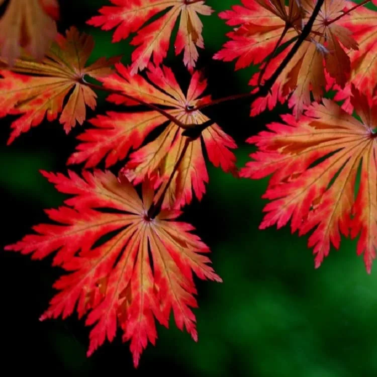 acer japonicum
